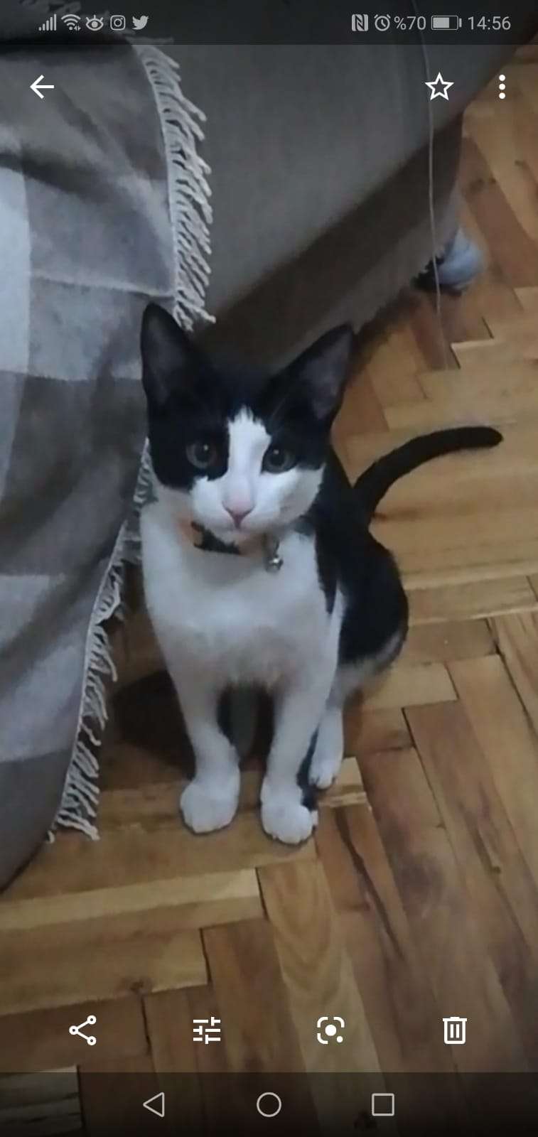 Siyah beyaz kedim kayıp