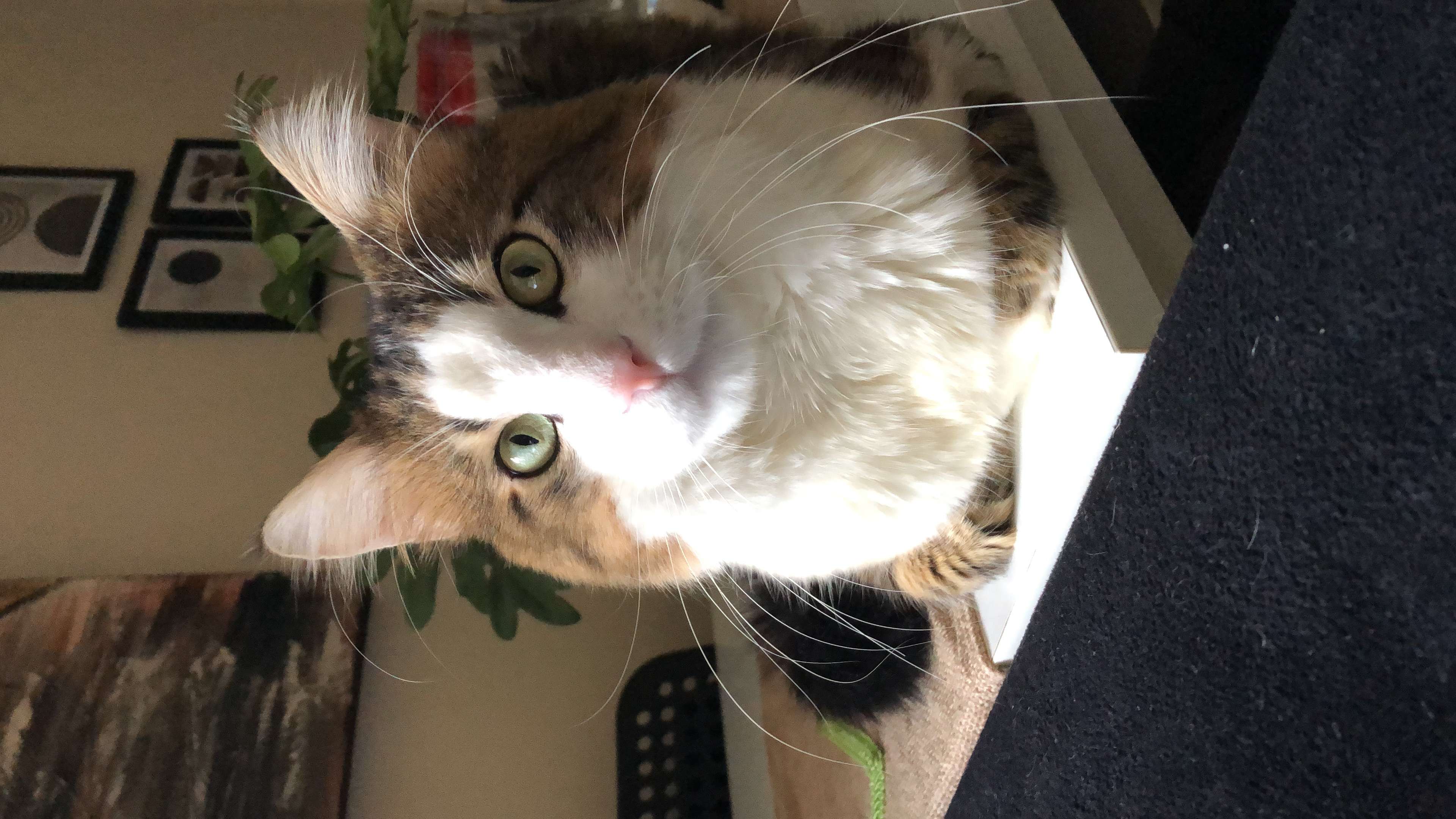 Kayıp kedi Rakı 
