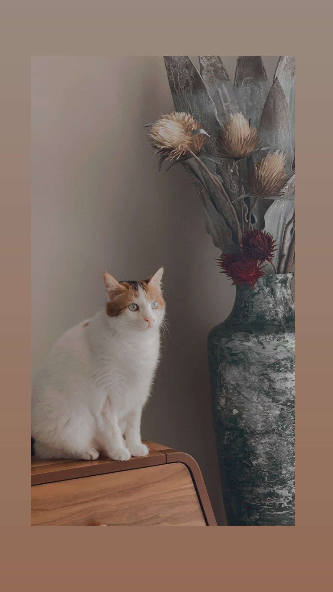 Hatay Erzin kayıp dişi kedi 