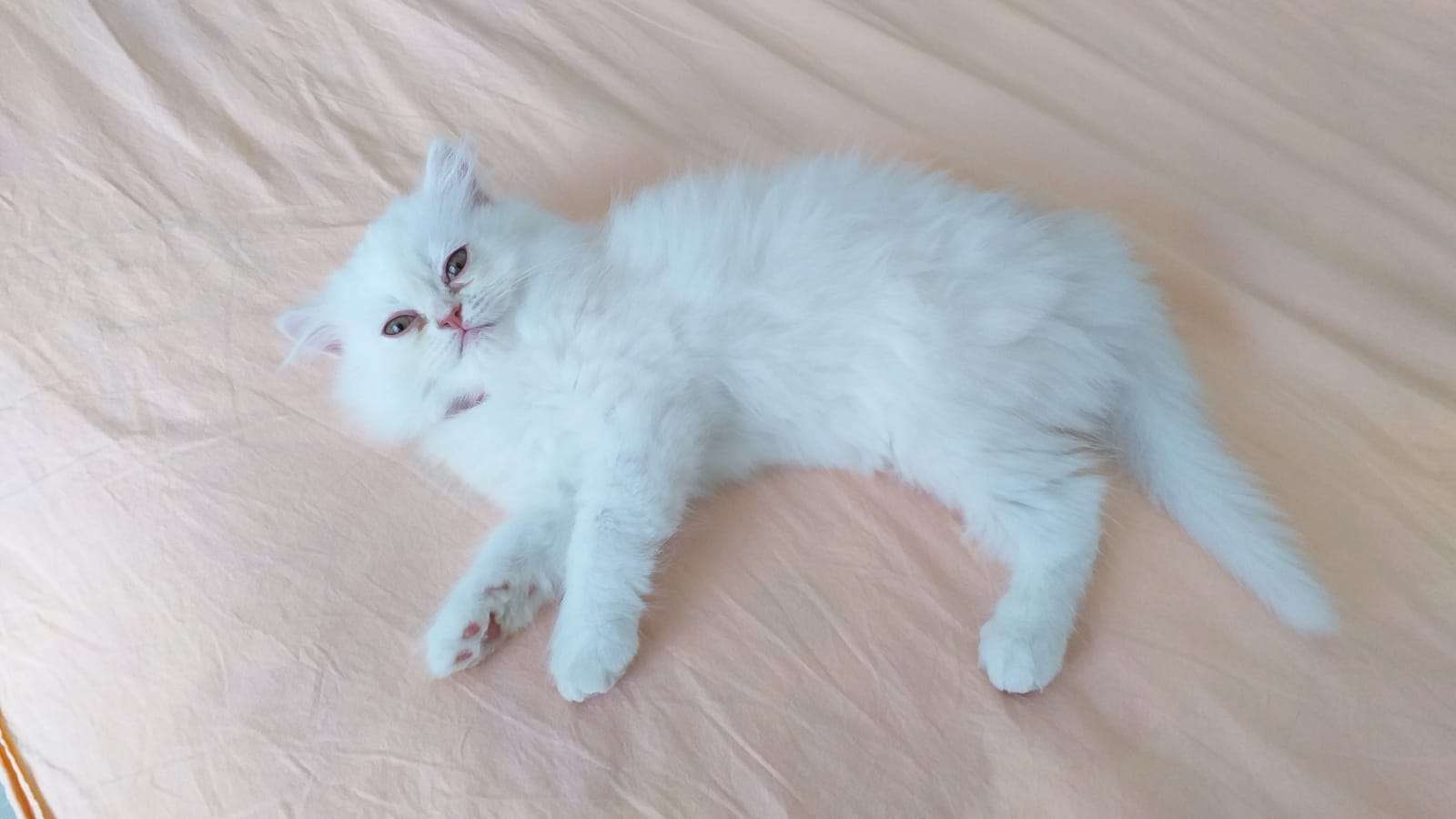 Prensesimiz kayıp 