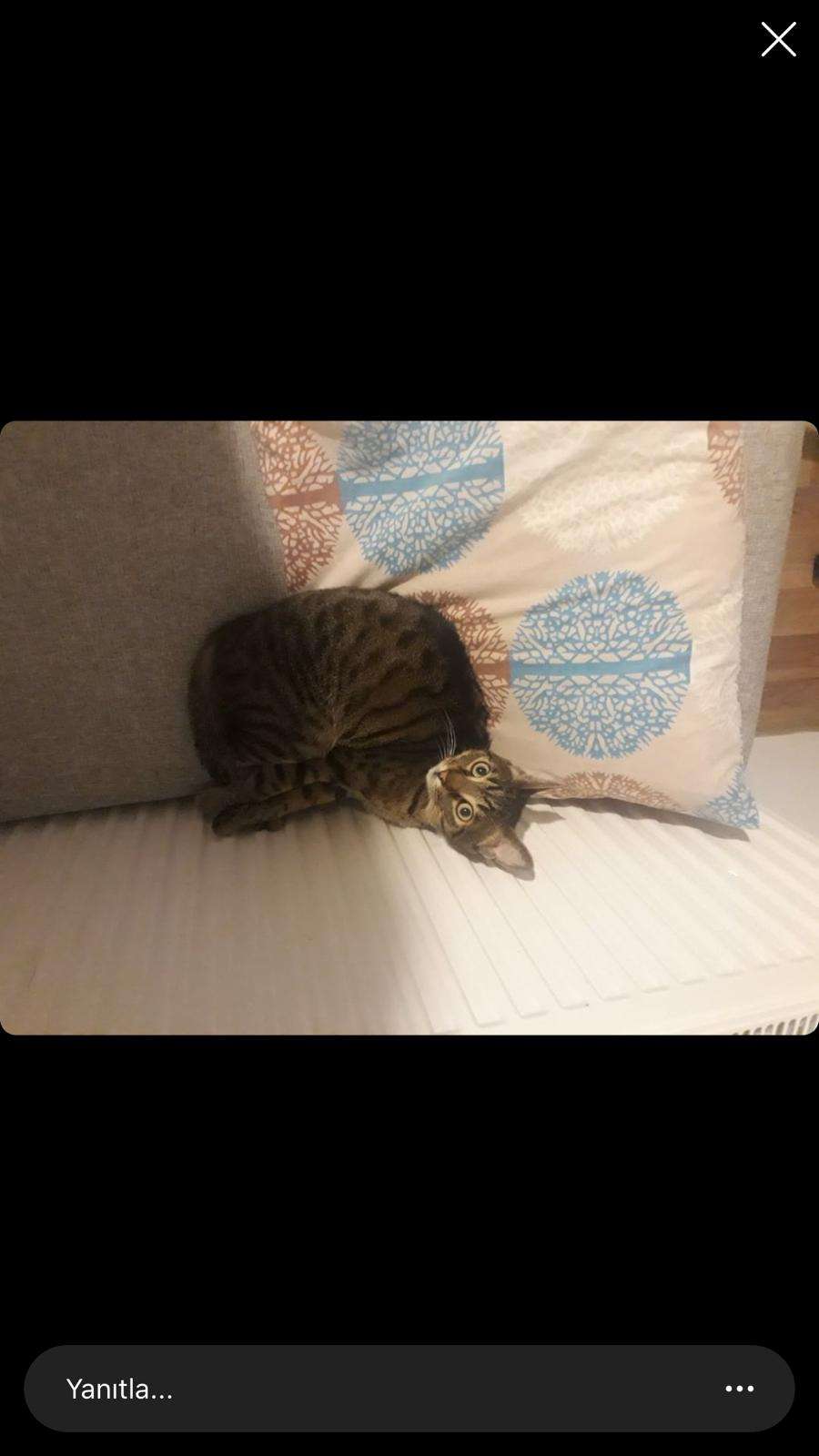 Kayıp