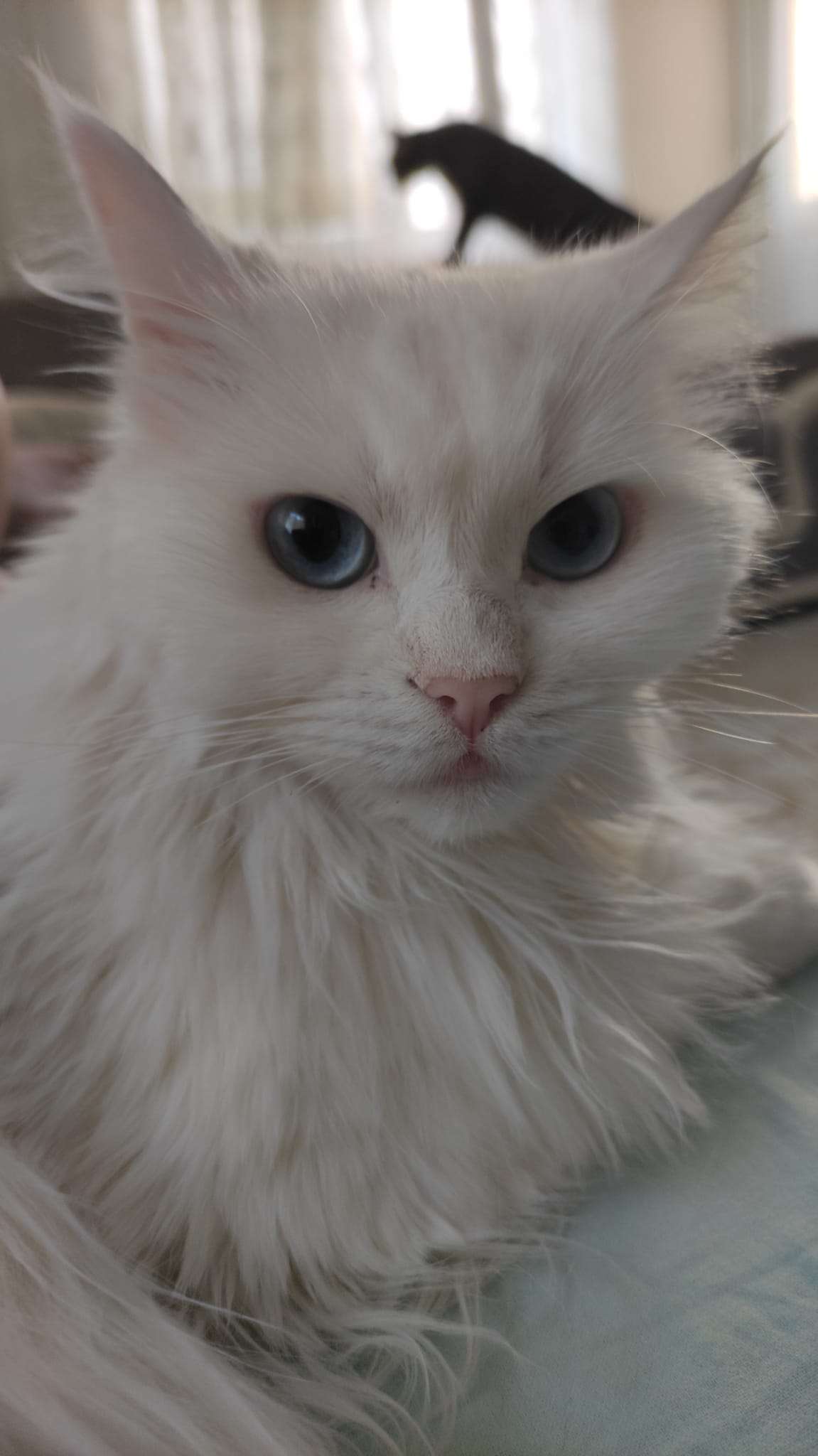 Kayıp kedi