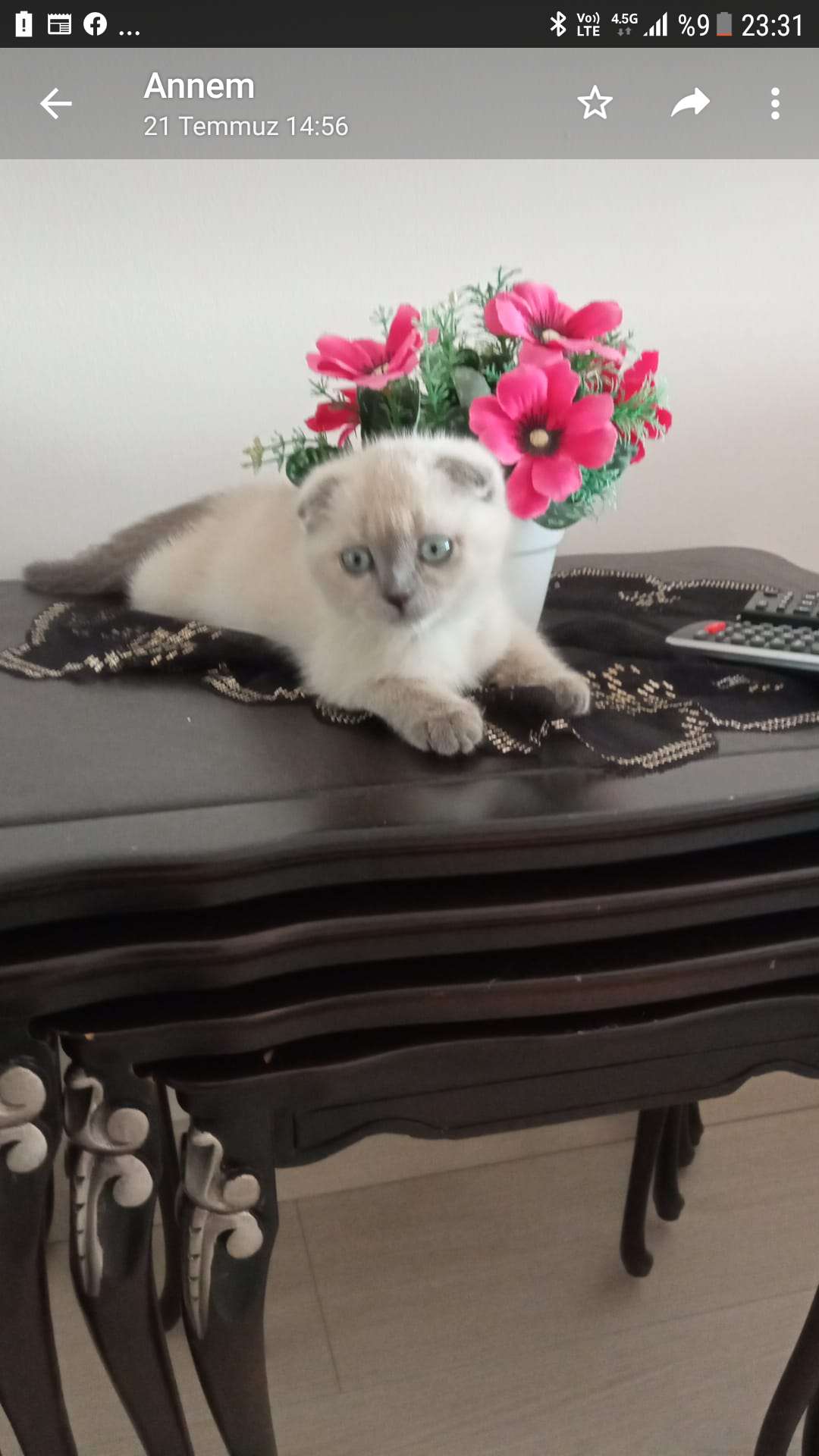Elsa neredesin?