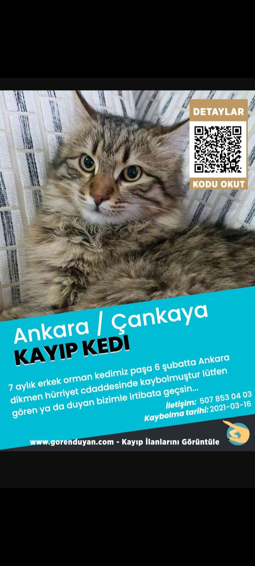 Paşa kayıp 