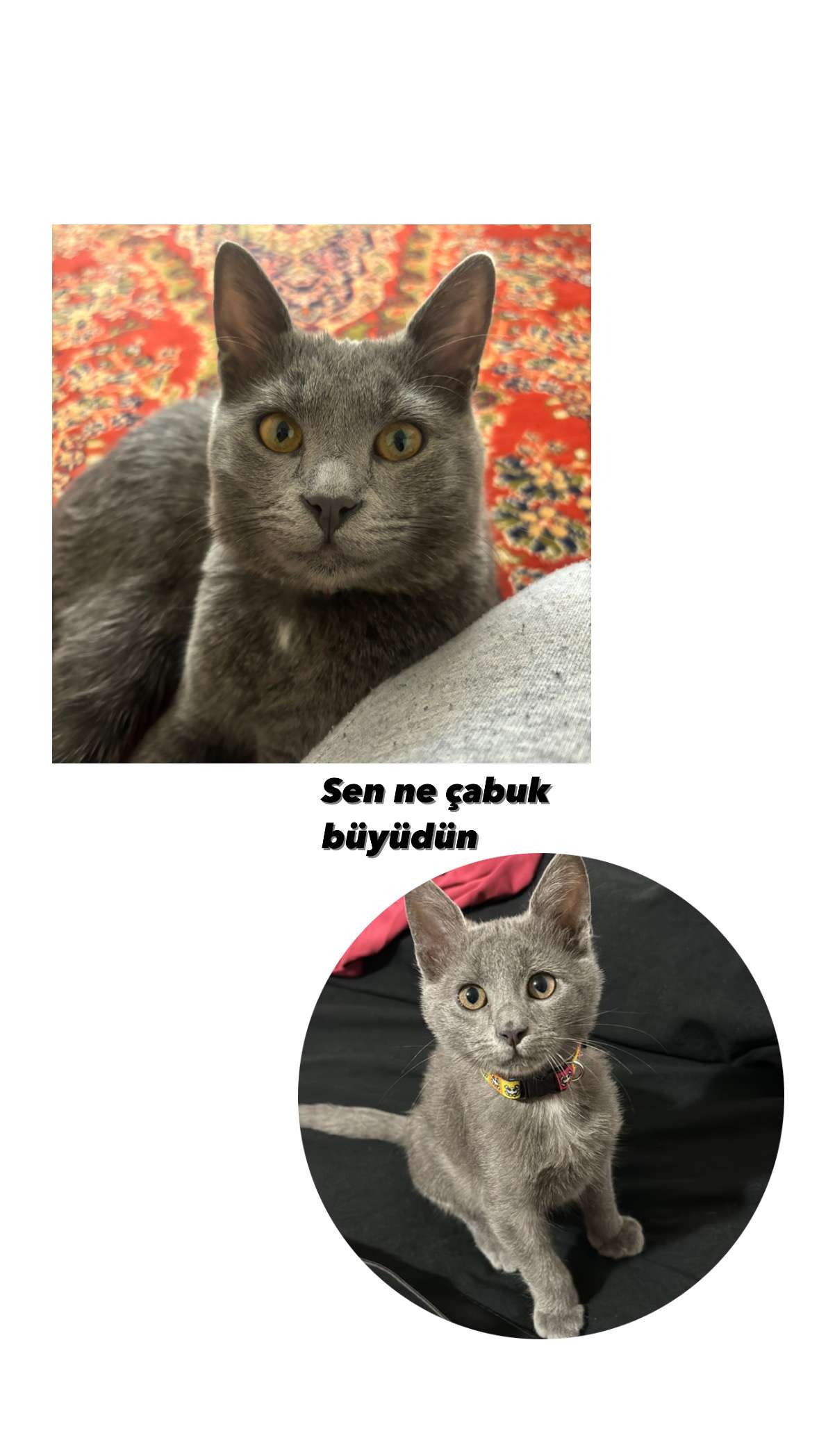 Kayıp kedi ilanı Milas