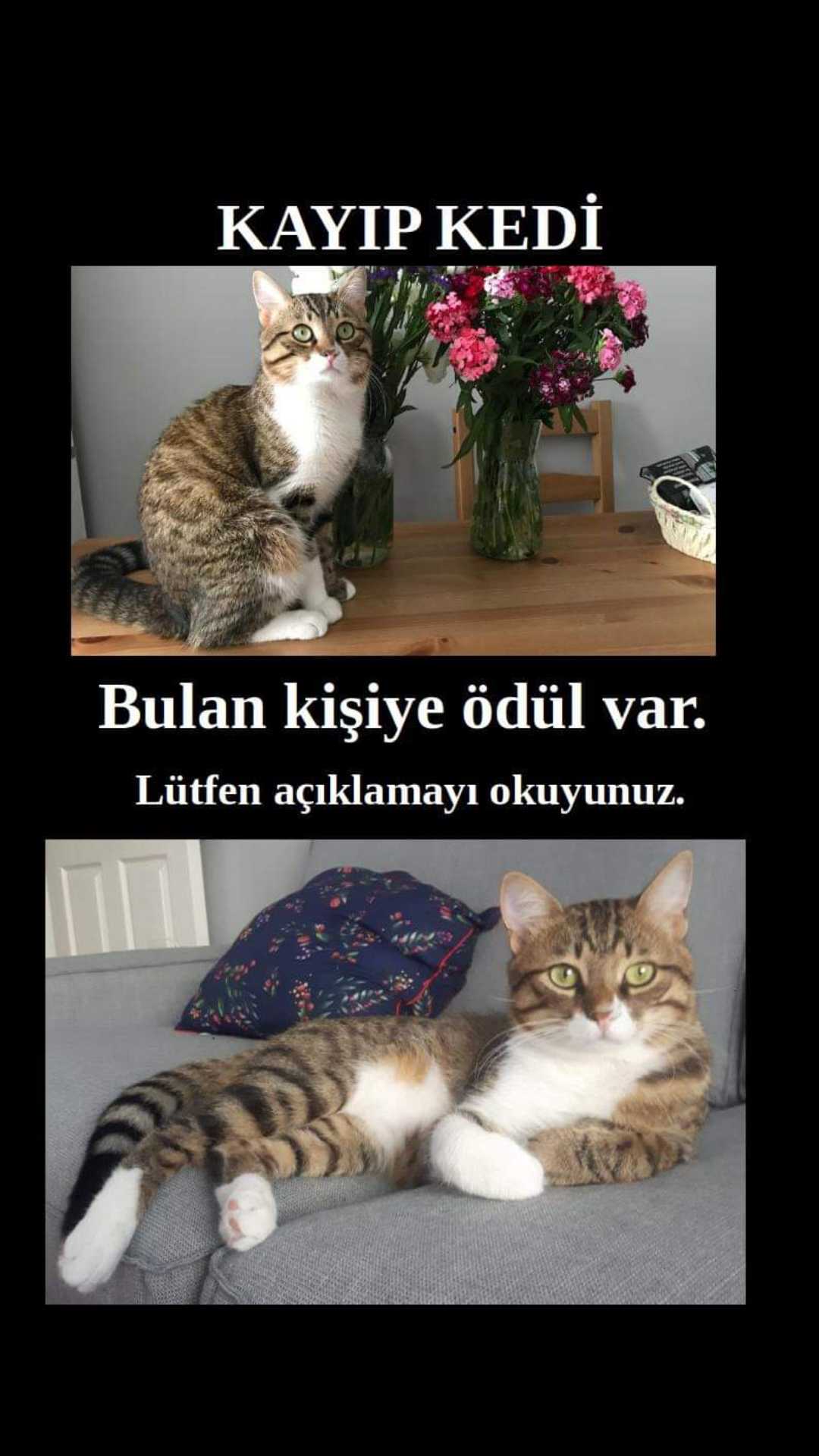 Bulgur irem