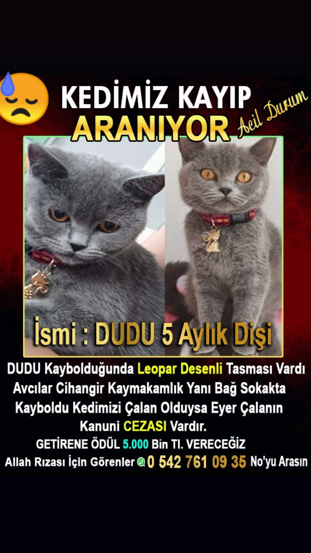 Kedim kayip