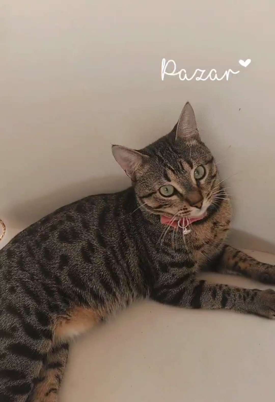 Fındık oğlumuz kayip