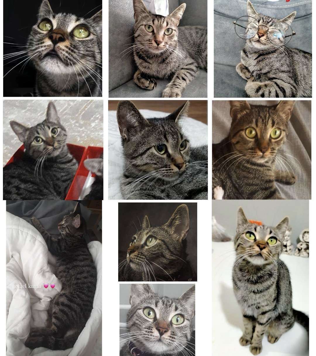 KEDİMİZ ZUZU KAYIP!!!
