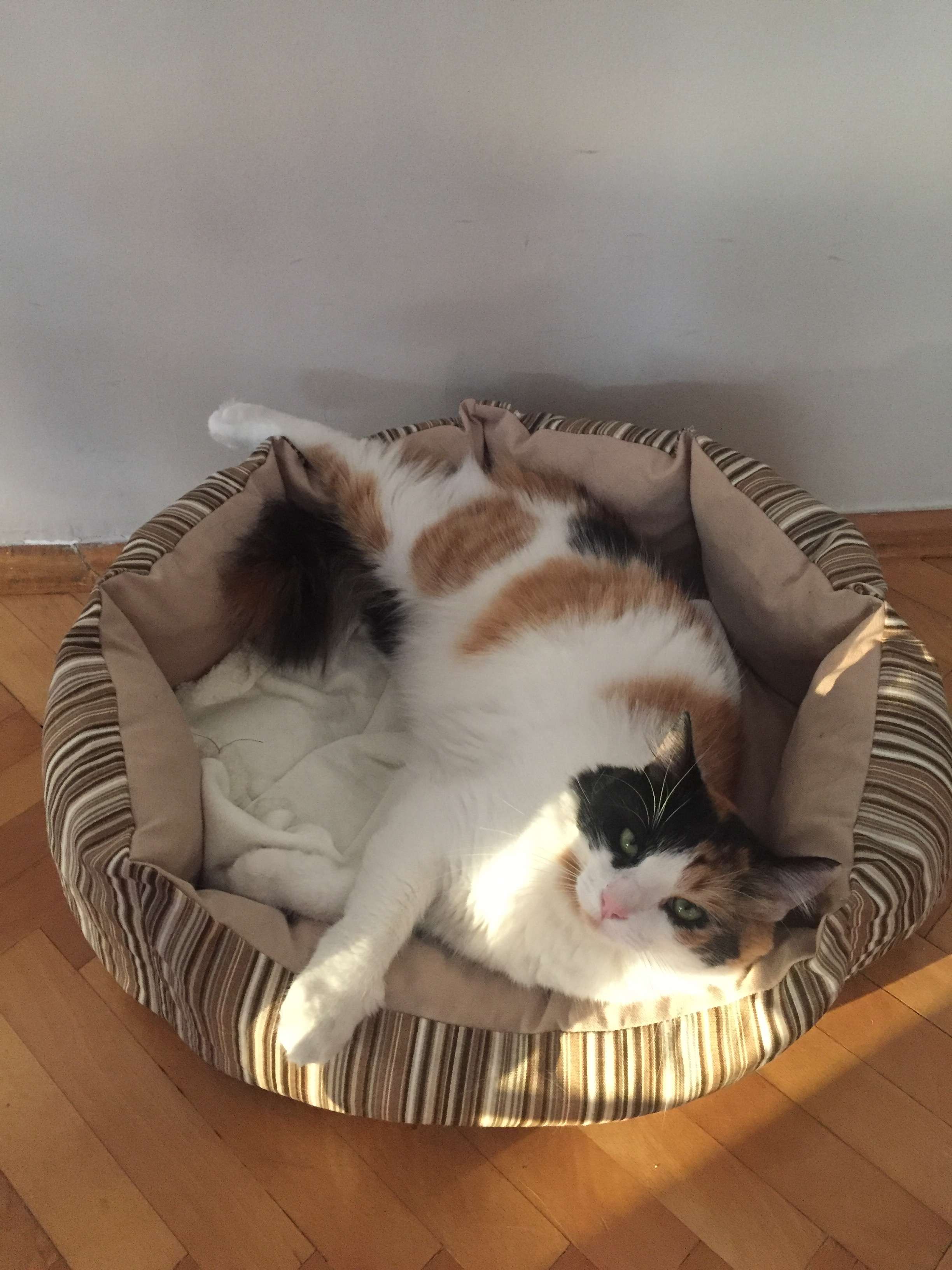 Kayıp Kedi