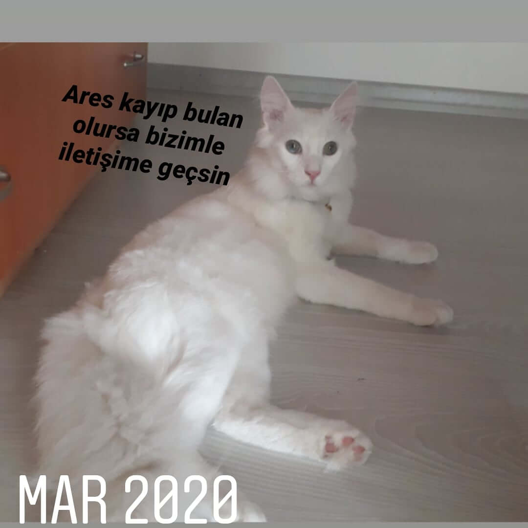 Kayıp Kadimiz Ares !