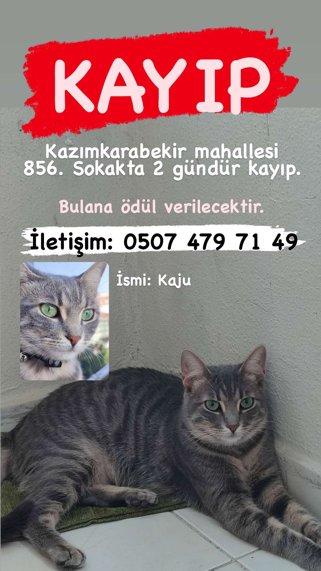 KAYIP KEDİ