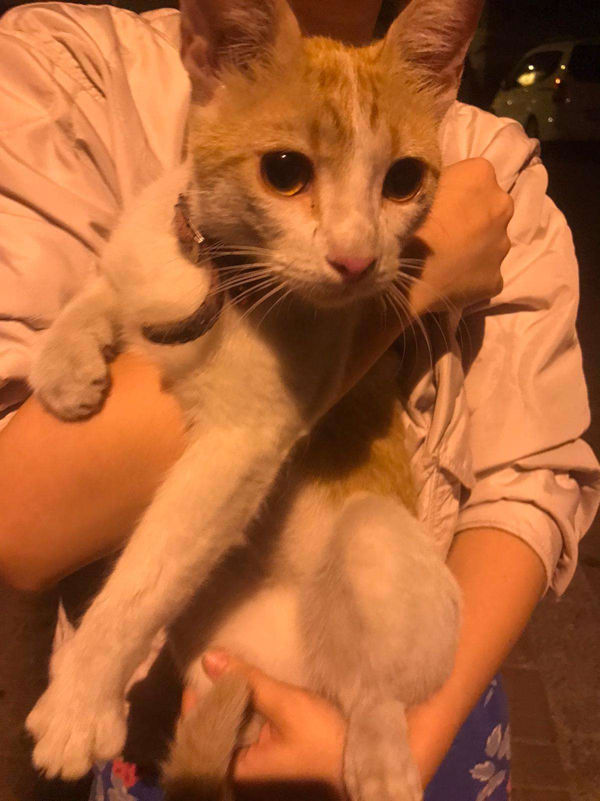 Samatya hastanesi yakınında kayıp kedi