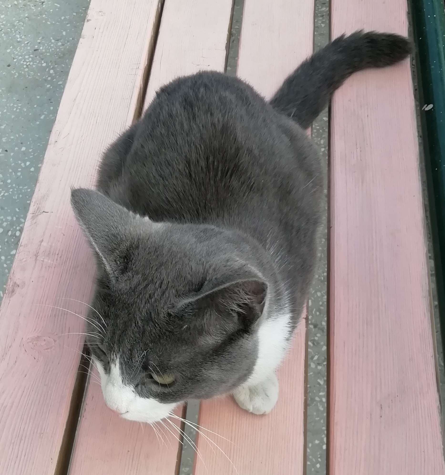çankırı Sahibini Arayan Kedi