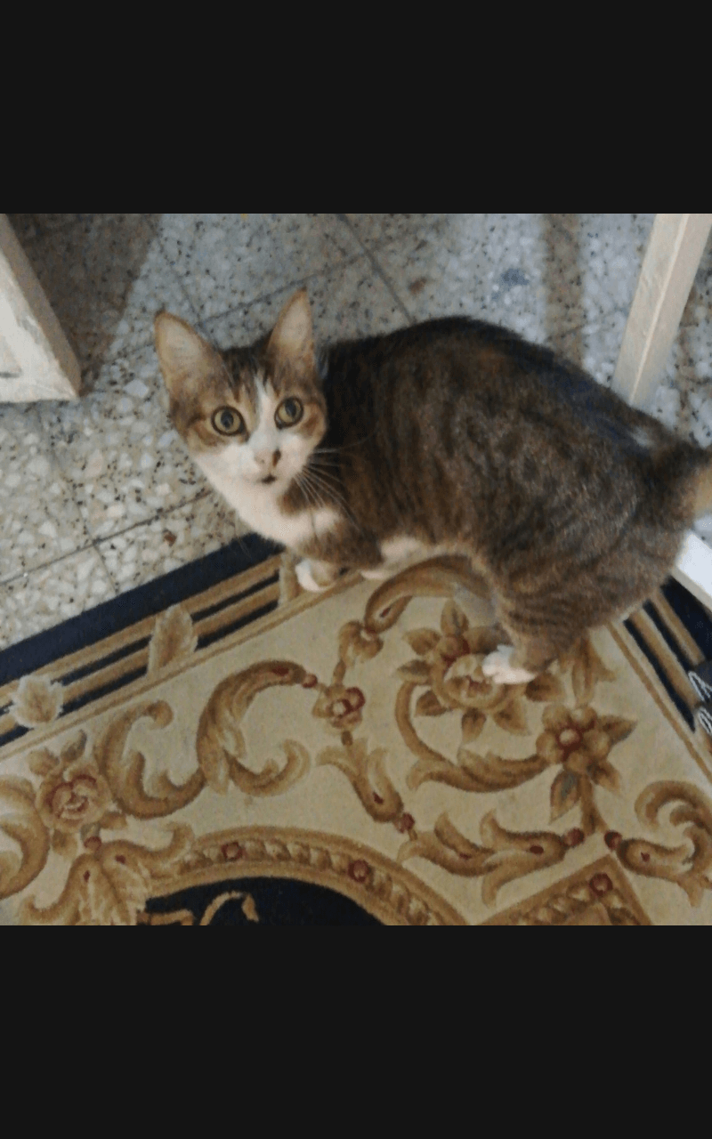 KAYIP ACİL 5 ağustos günü nişantaşı vali konağı caddesinde kaybolmustur