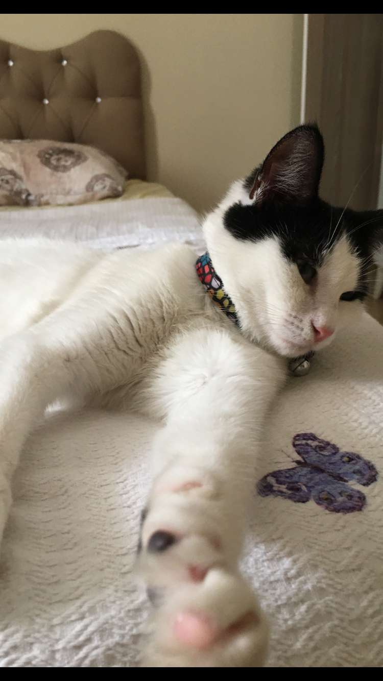 Kayıp kedi