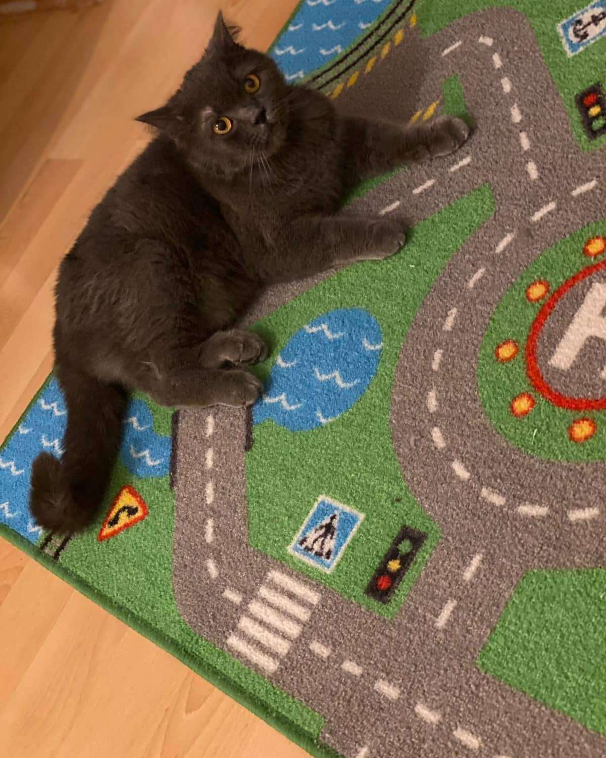 KAYIP KEDİ