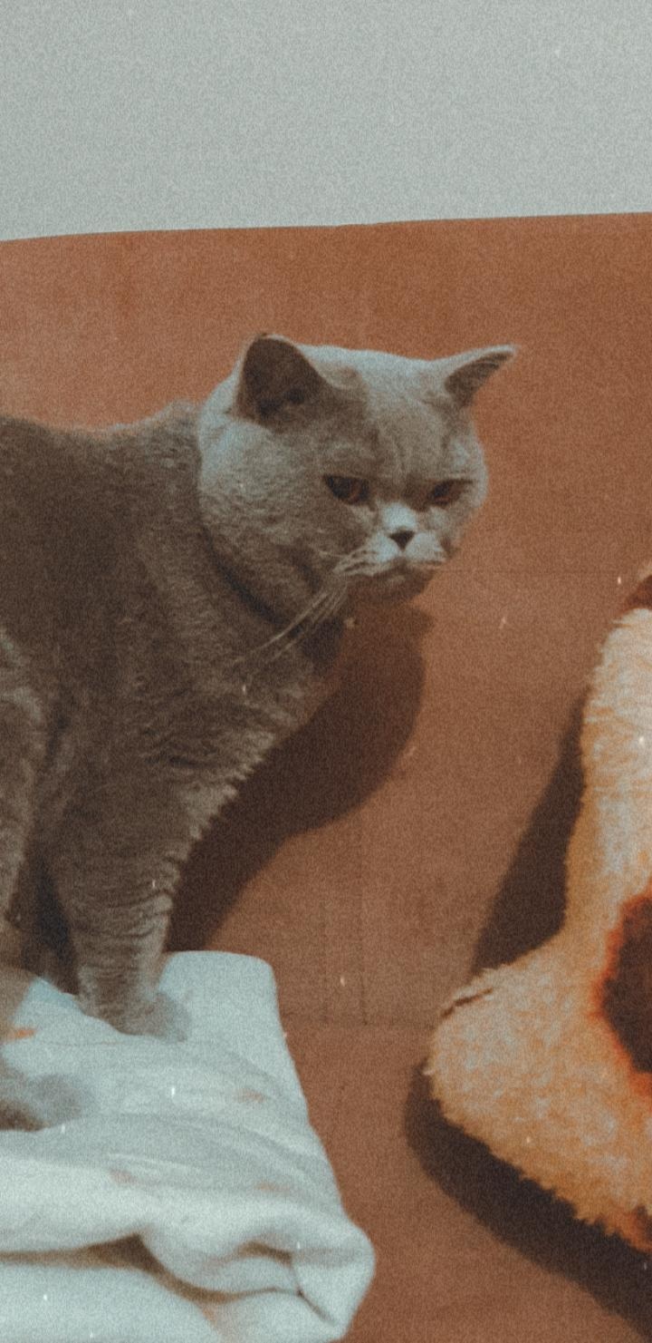 Kayip kedi bulunmuştur 