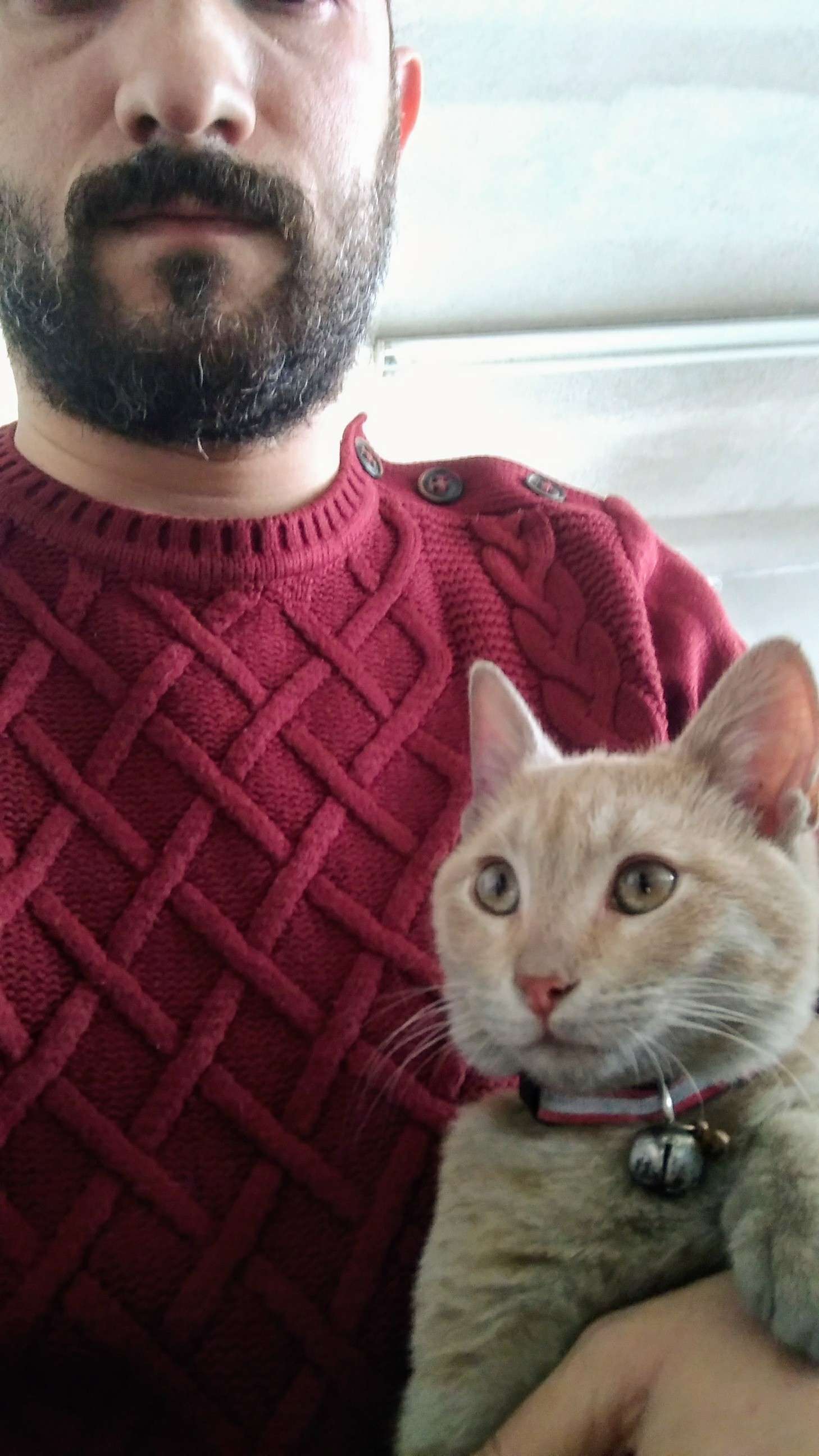Kayıp kedi