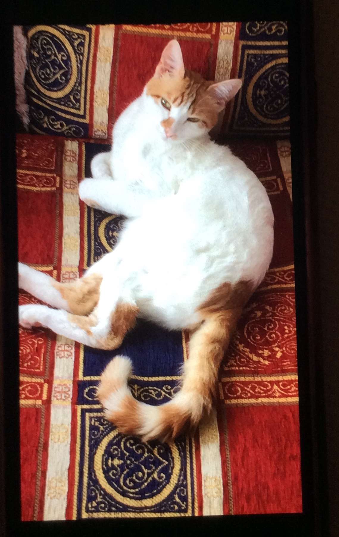 Esenyurt Mehtercesme de Kayıp Kedi
