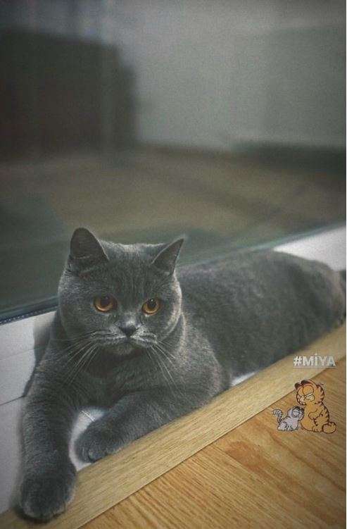 Halıcıoğlu- Kayıp Kedi