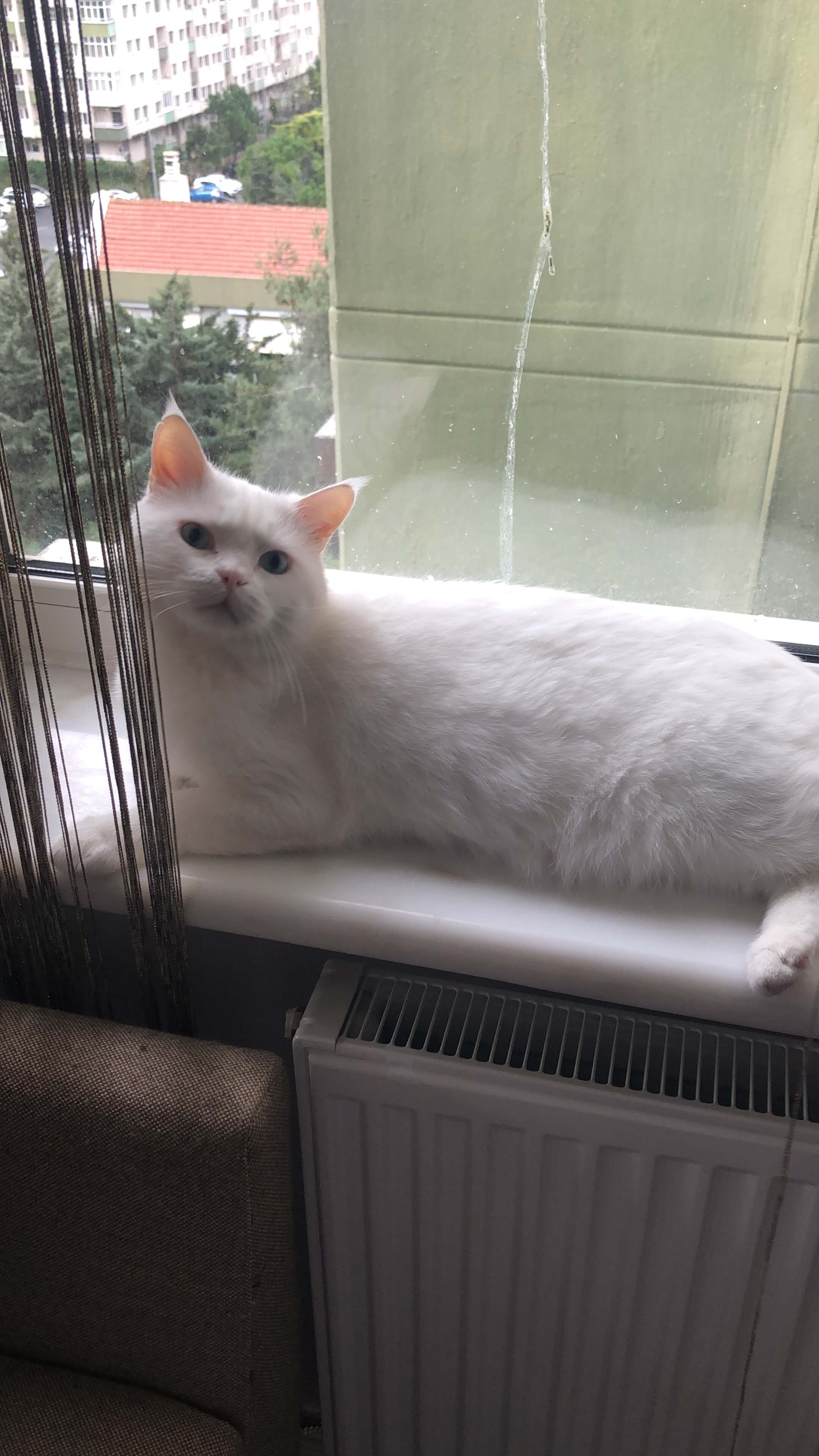 Kayıp kedi