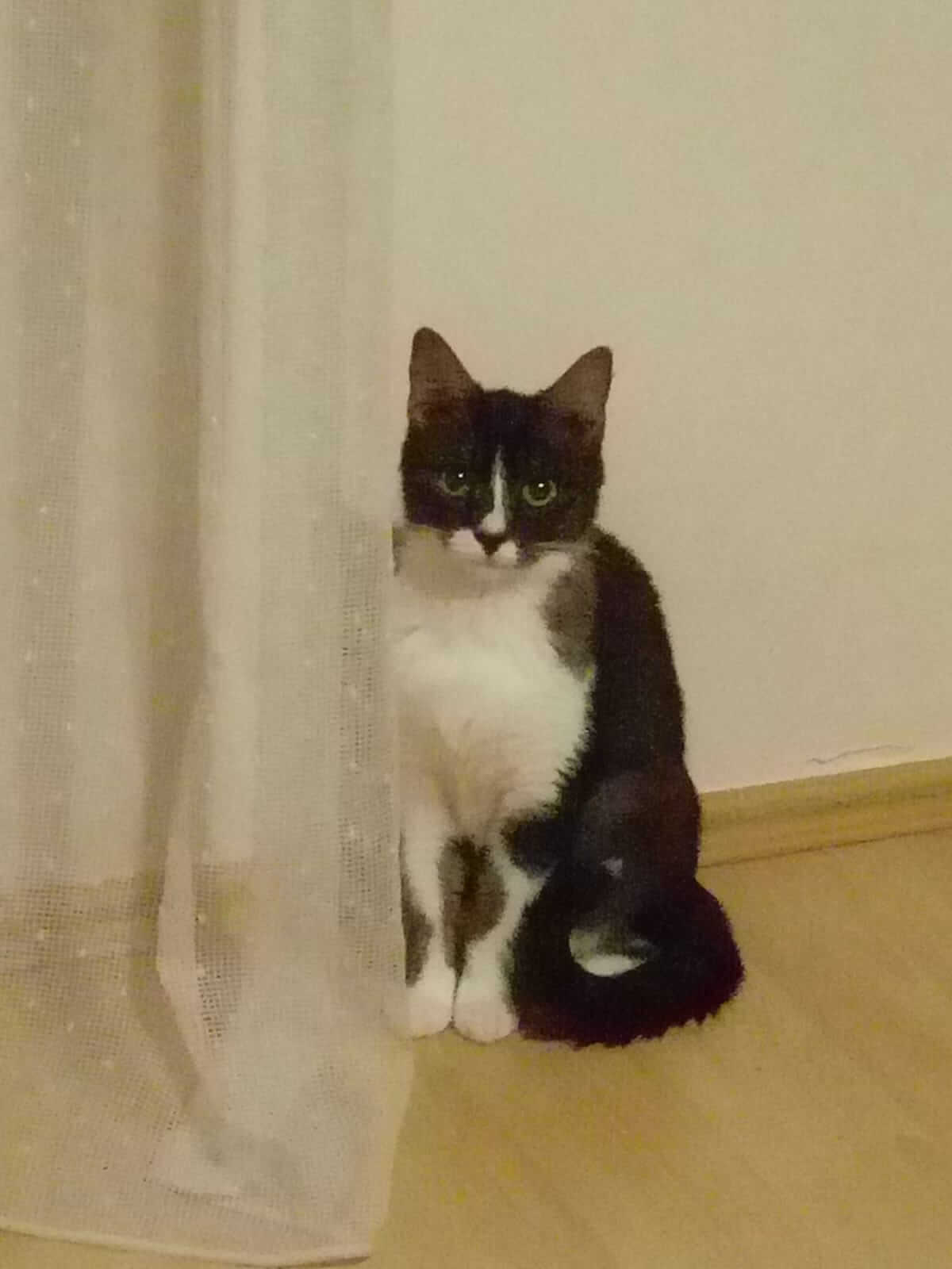 Kayıp Kedi 