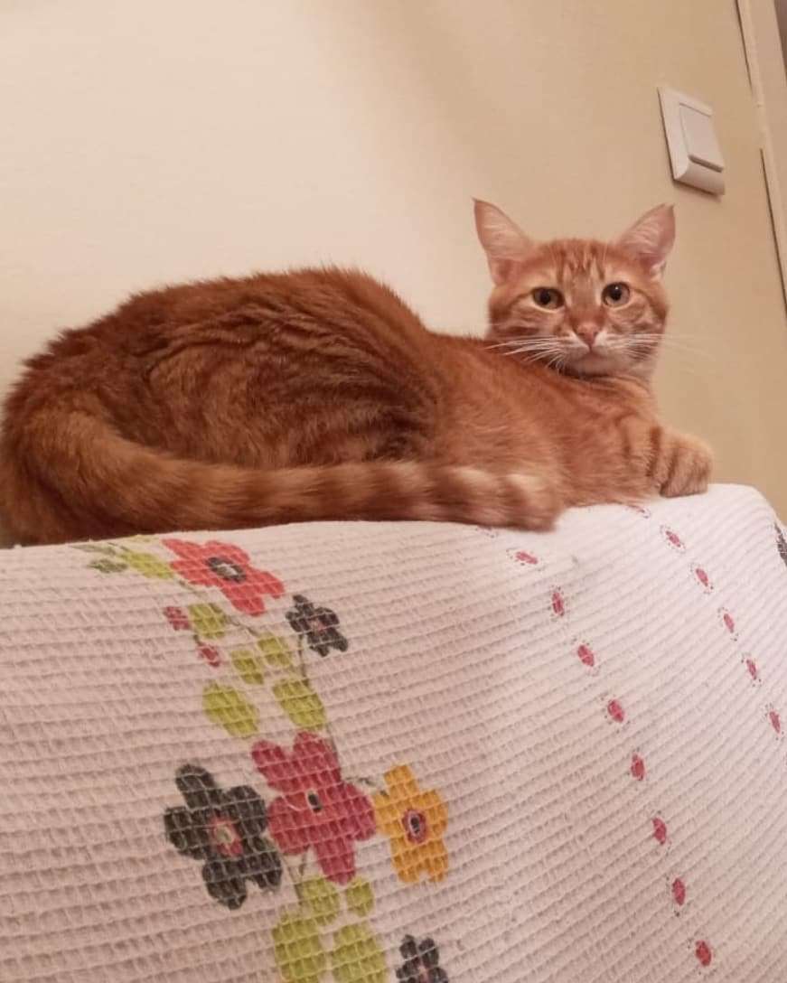 Tarçın kedim kayıp