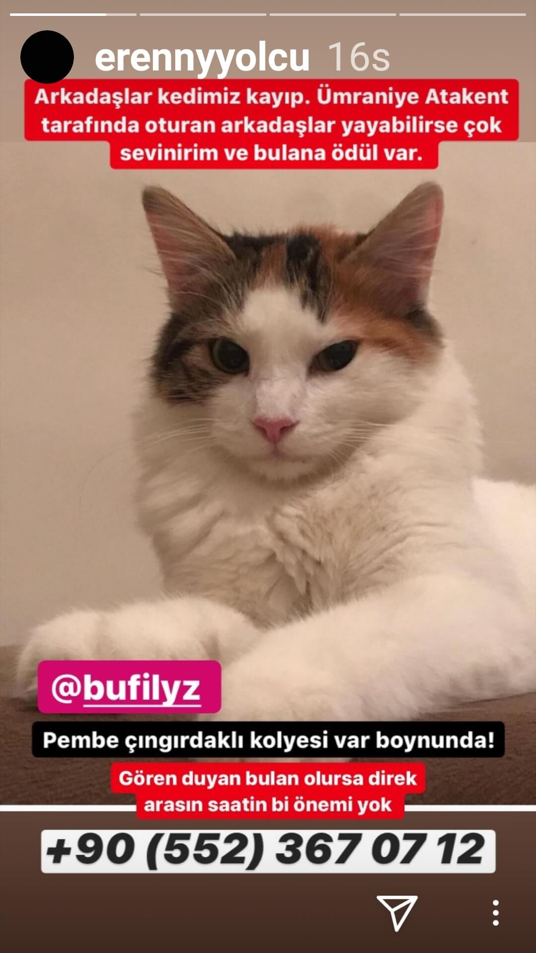 Bufi.lyz