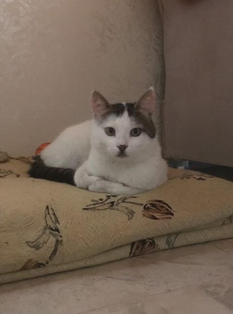 Sahibini ya da Sahiplenecek Birini Arıyoruz
