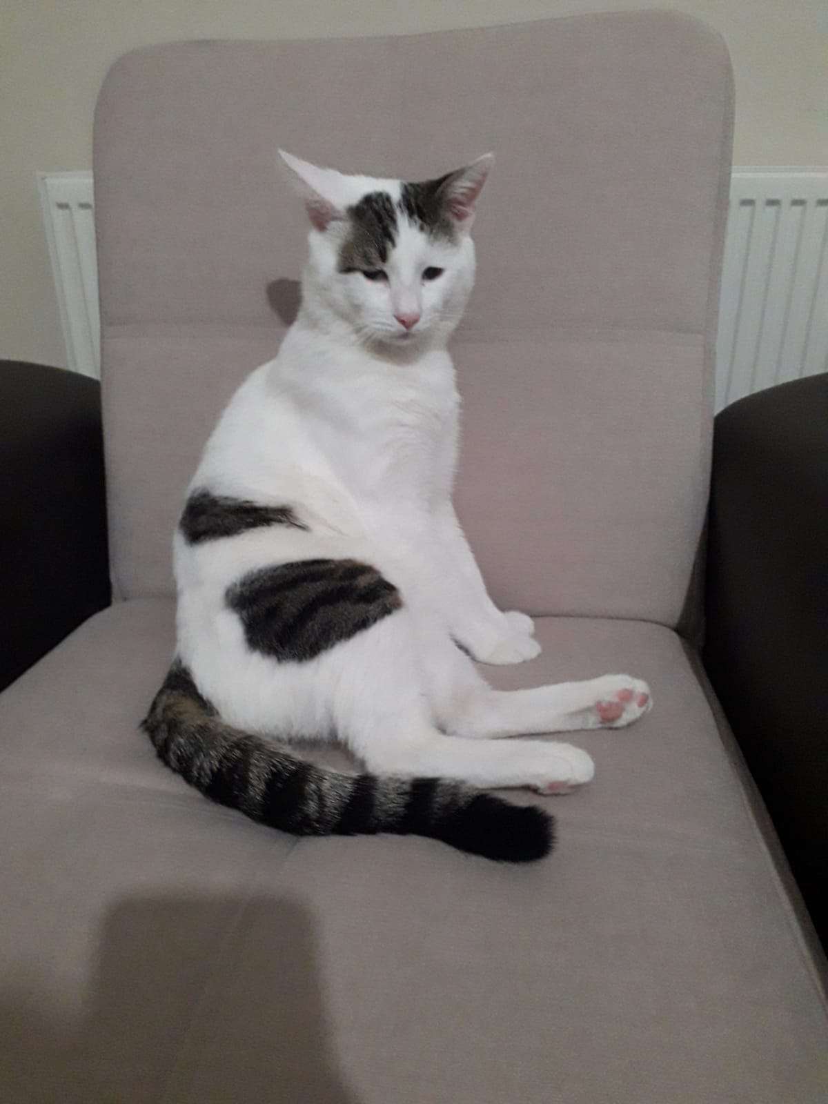 Çankırı Kayıp Kedi