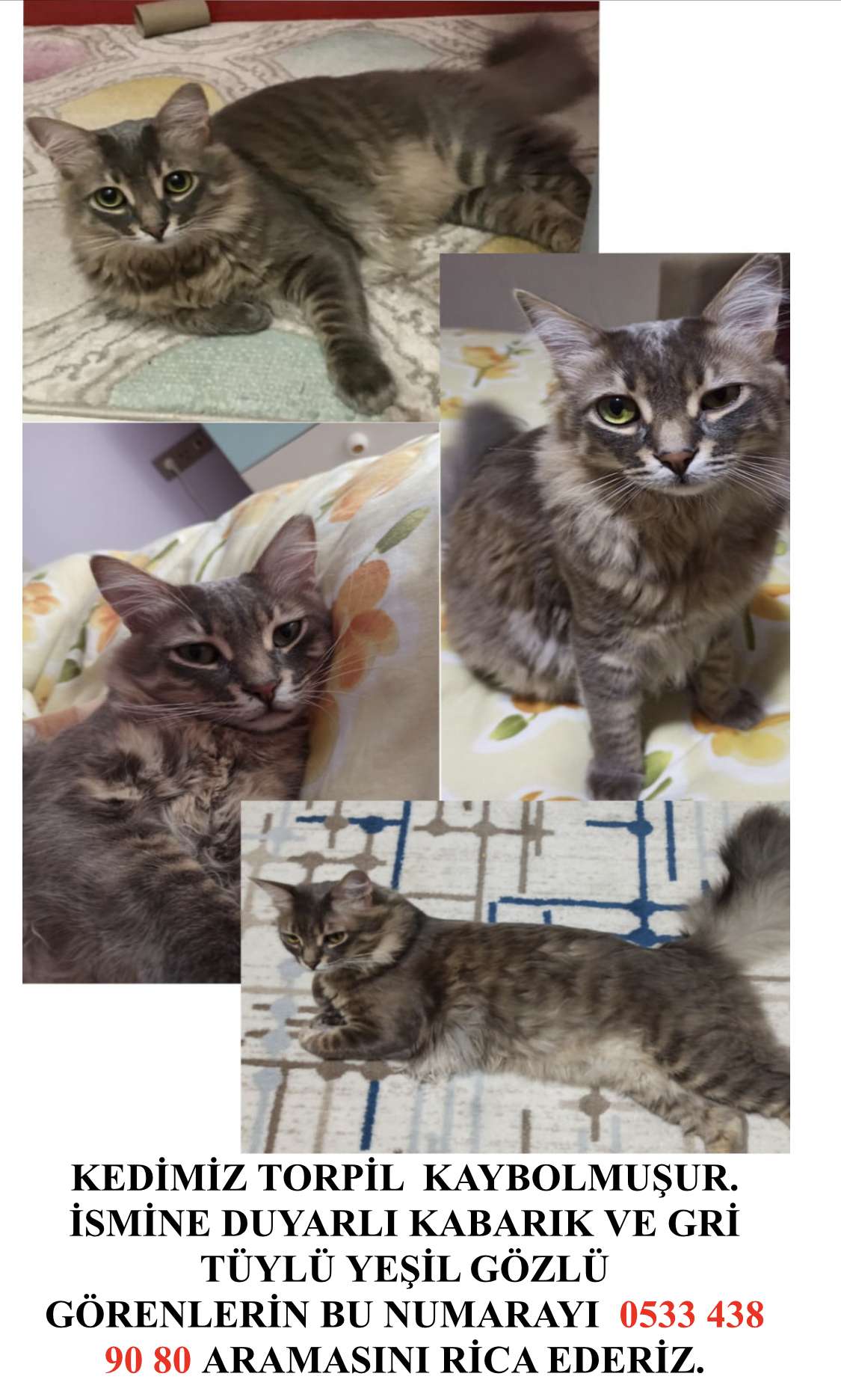 KEDİM KAYIP LÜTFEN YARDIM EDİN