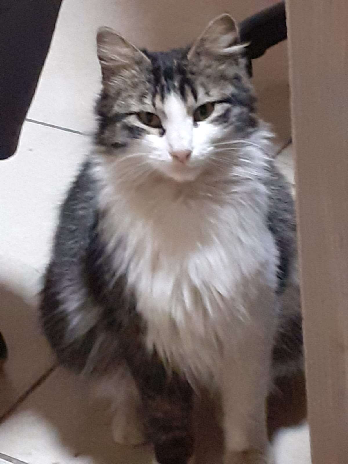 Gebze İstasyon mahallesi Kayıp KEDİ