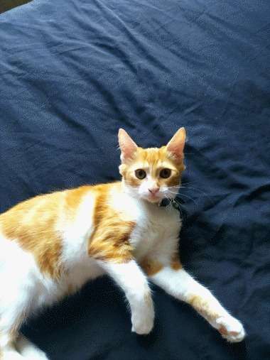 Kayıp kedi