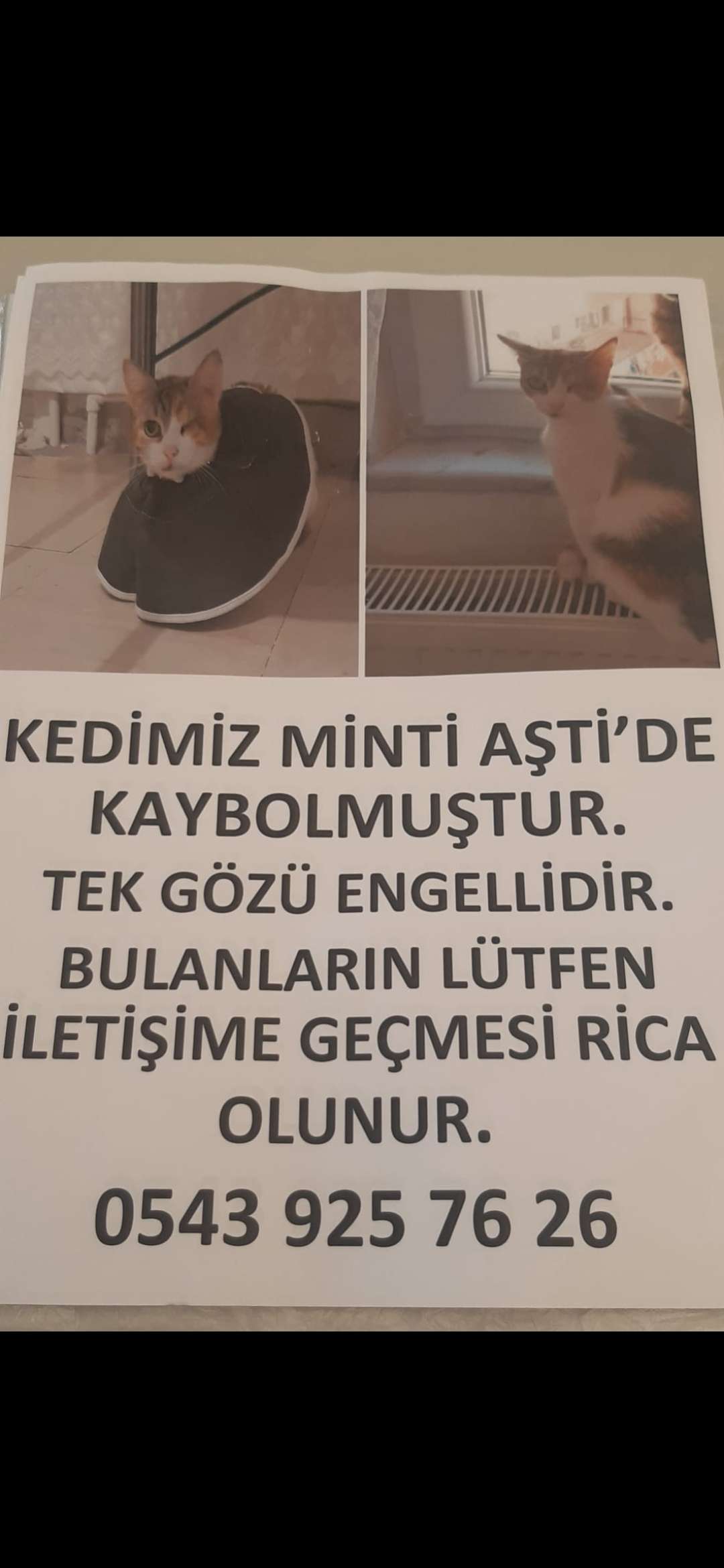 Kayıp kedim Minti