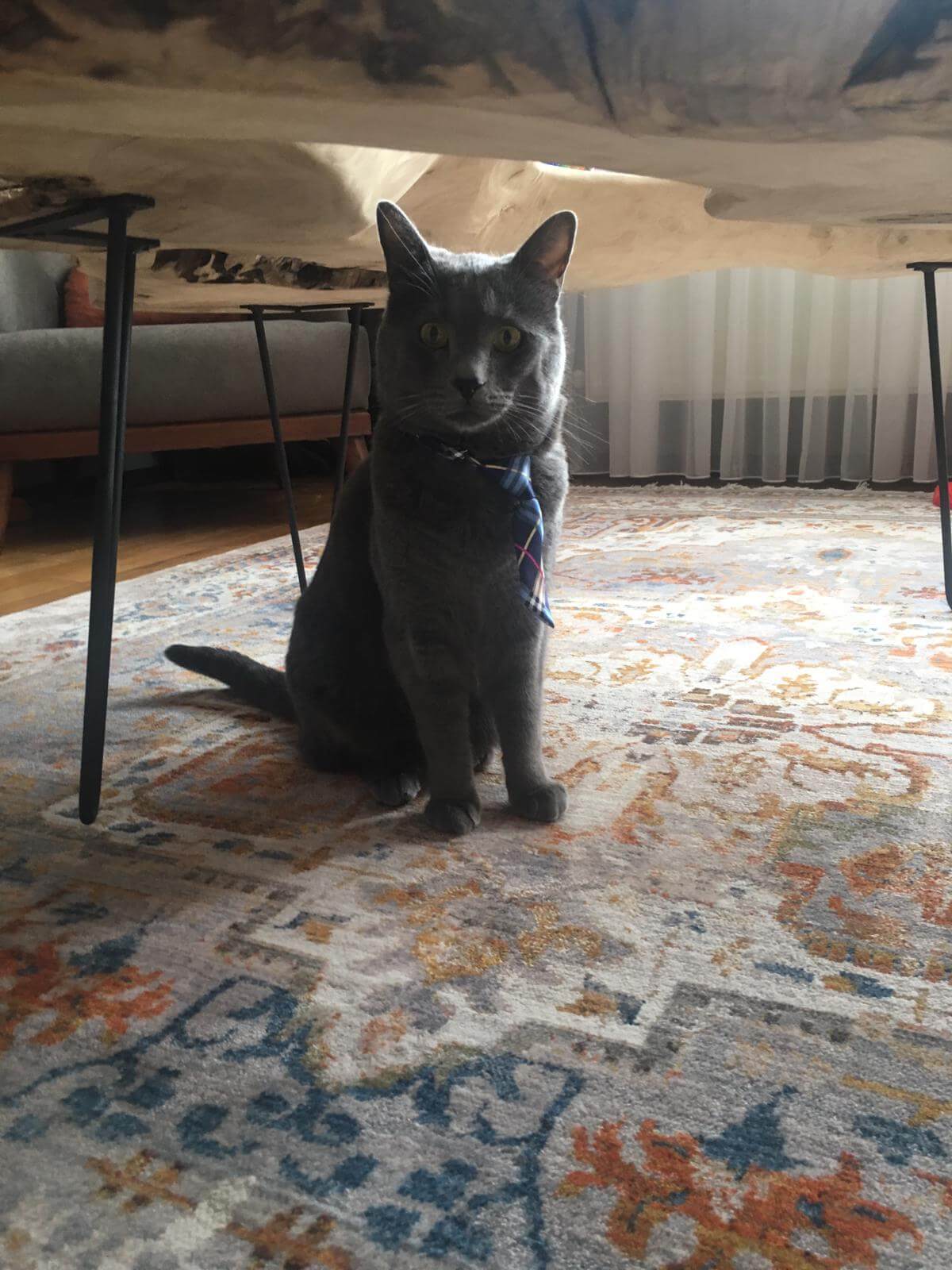 KEDİMİZ CİPS KAYIP