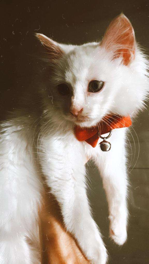 Kayıp Kedi Boncuk