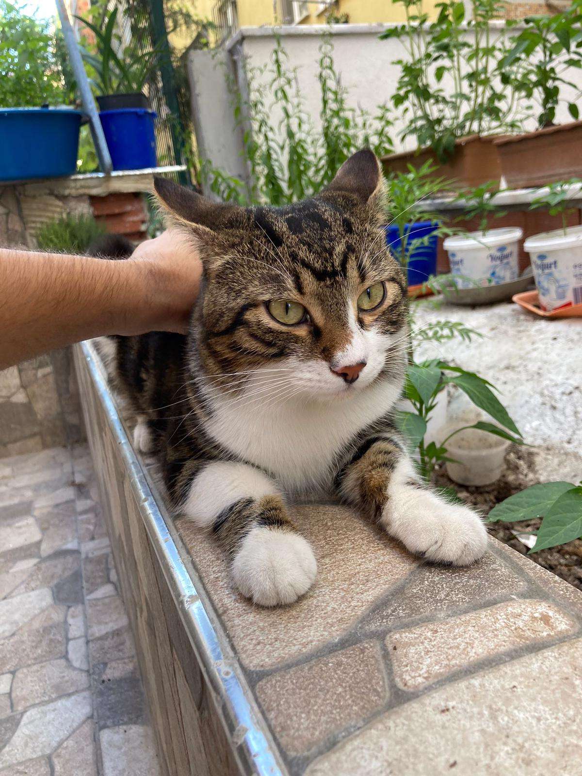 ADI REŞO KEDİMİZ KAYIP ACİL