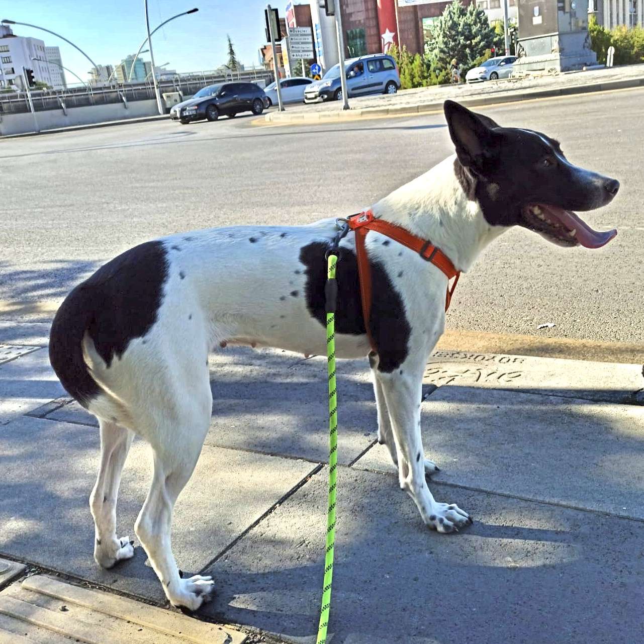 Doge Ankara Çiğdem Mah.’de kayboldu!