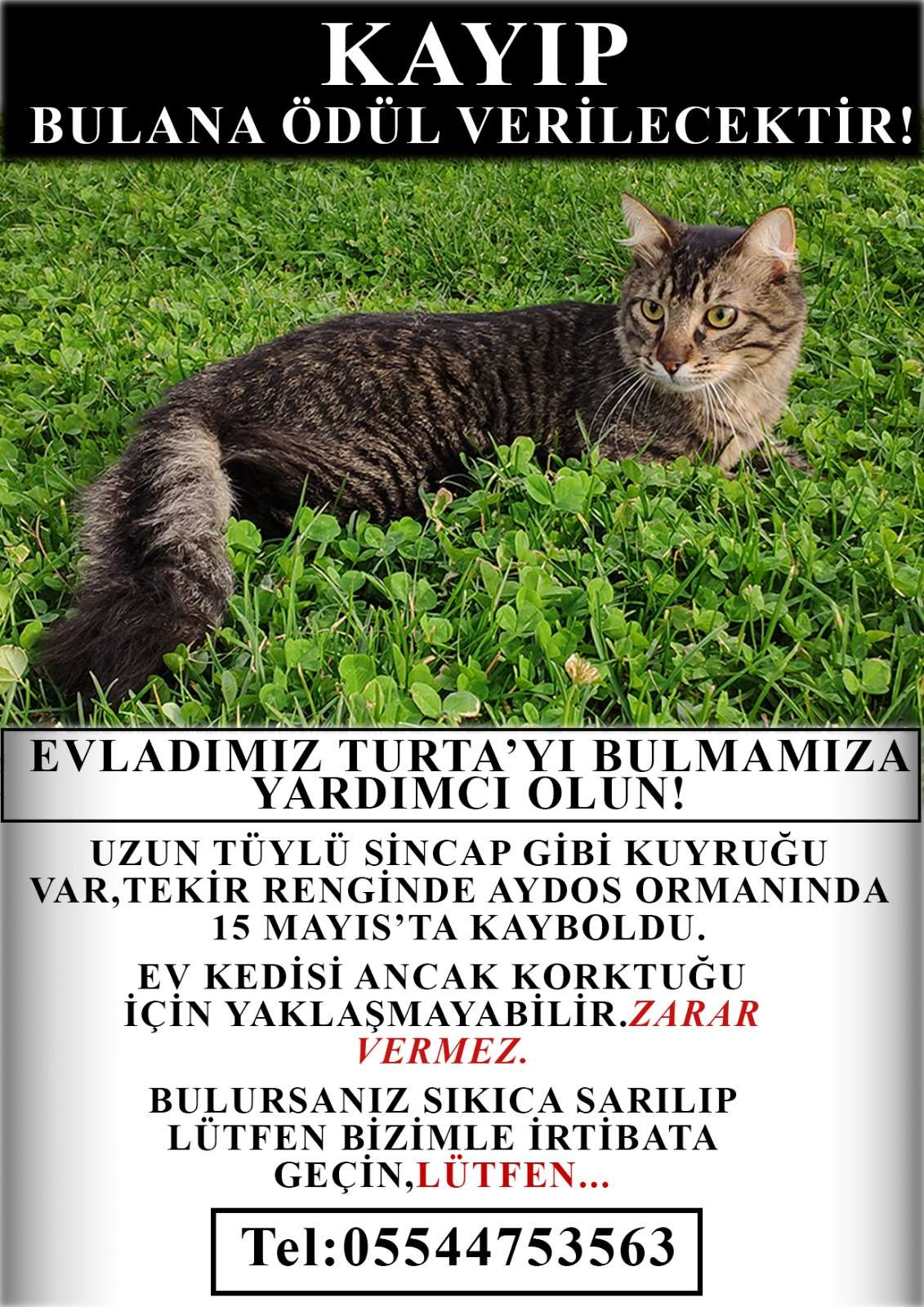 Aydos Ormanı'nda kaybolan kedimizi arıyoruz.