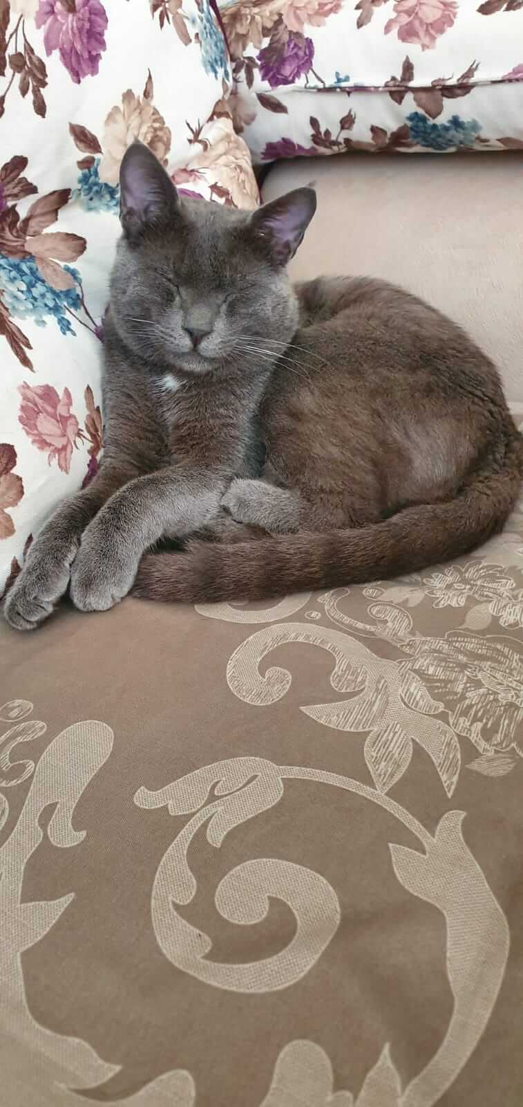 Lutfen yardim edin kedimizi kayip ettik.