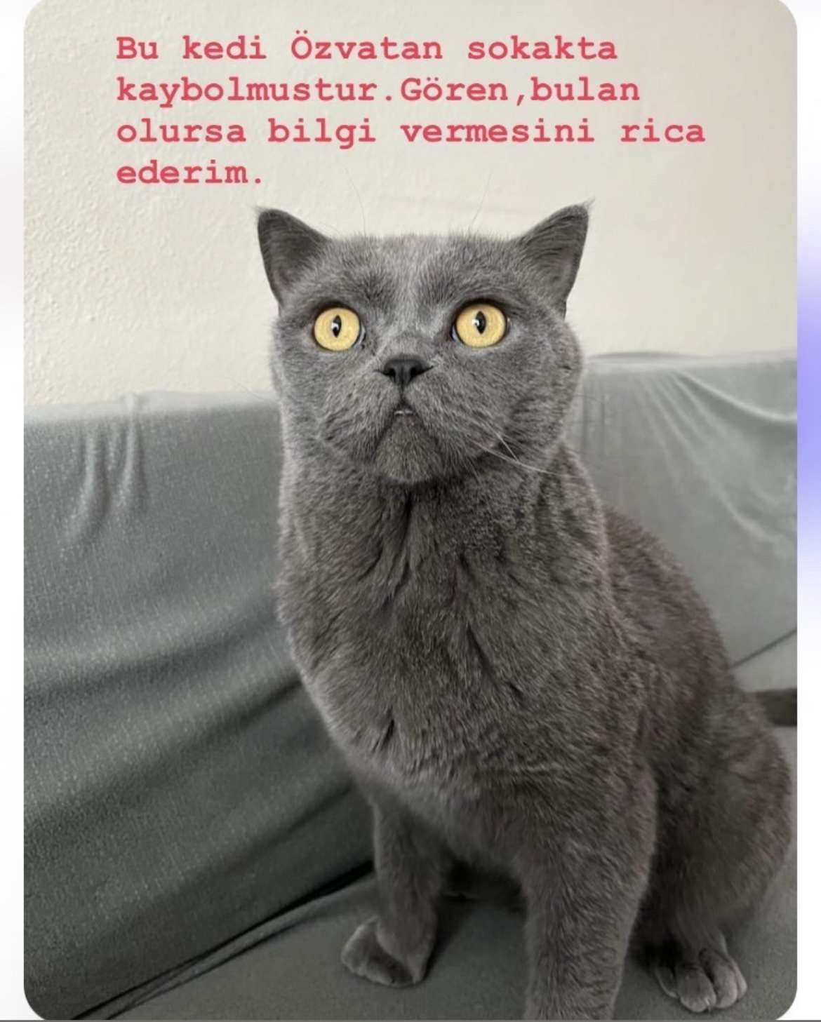 Kayıp kedi