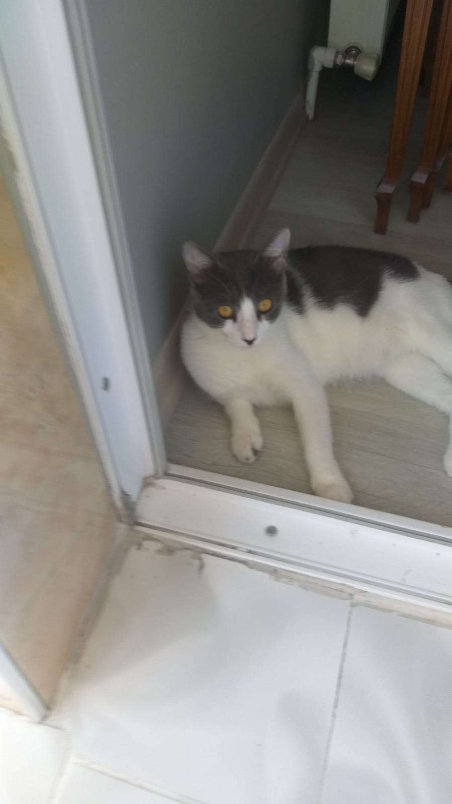 Kayıp Kedim Pamuk