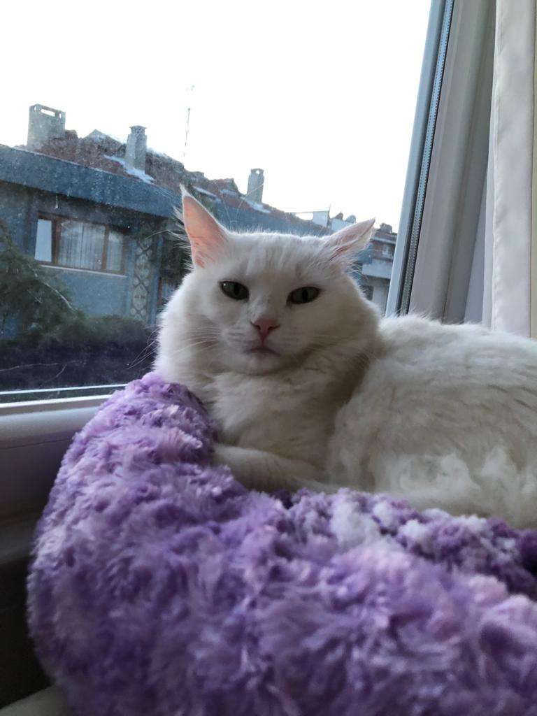 KAYIP BEYAZ KEDİ İSTANBUL MALTEPE