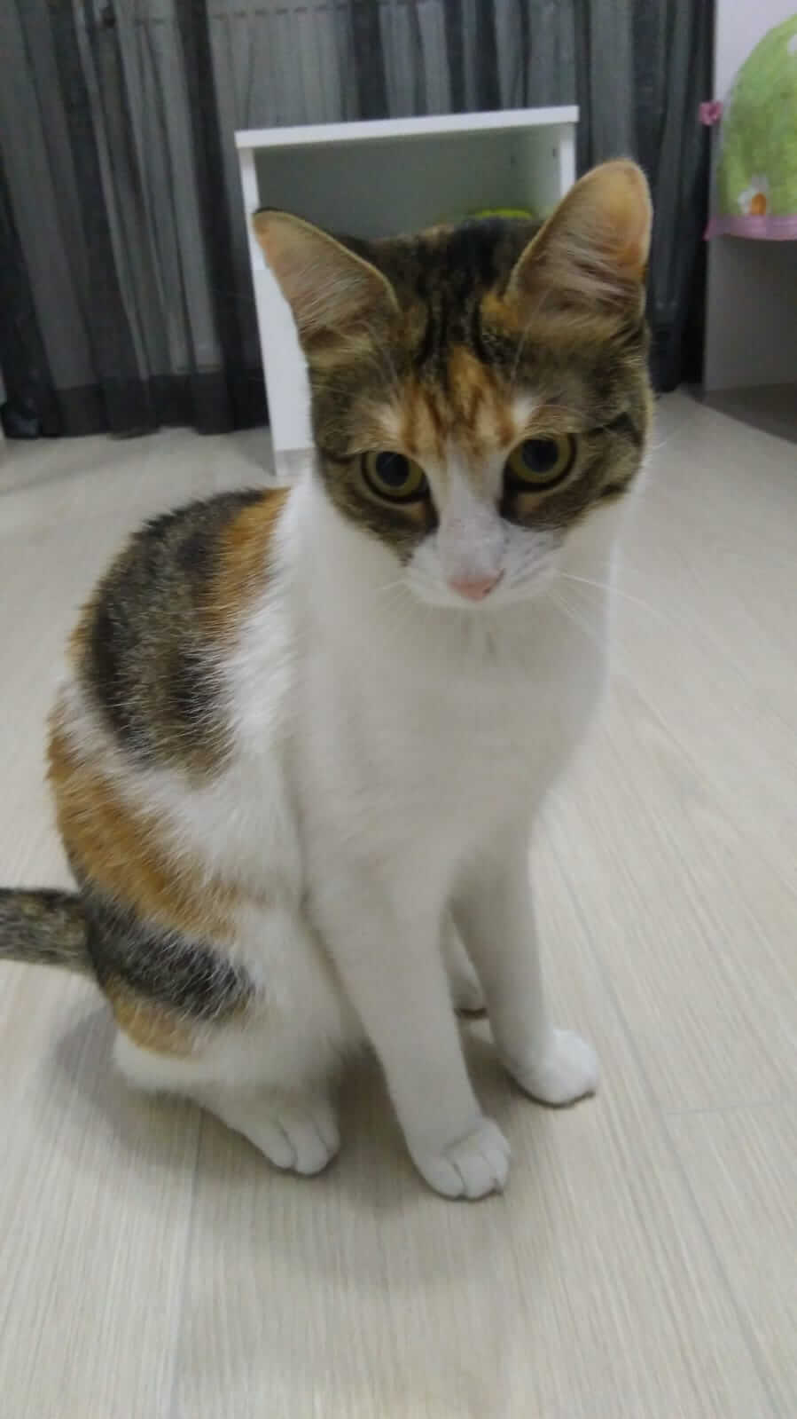 NOVA