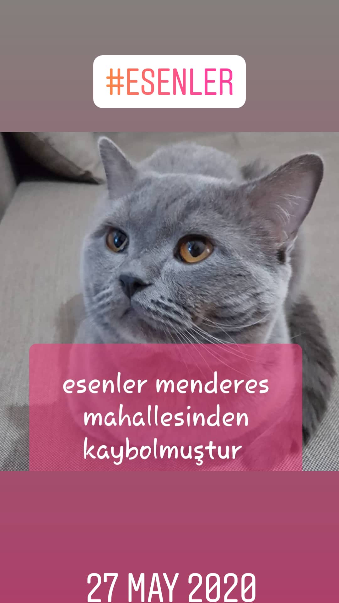 Kedim kayboldu