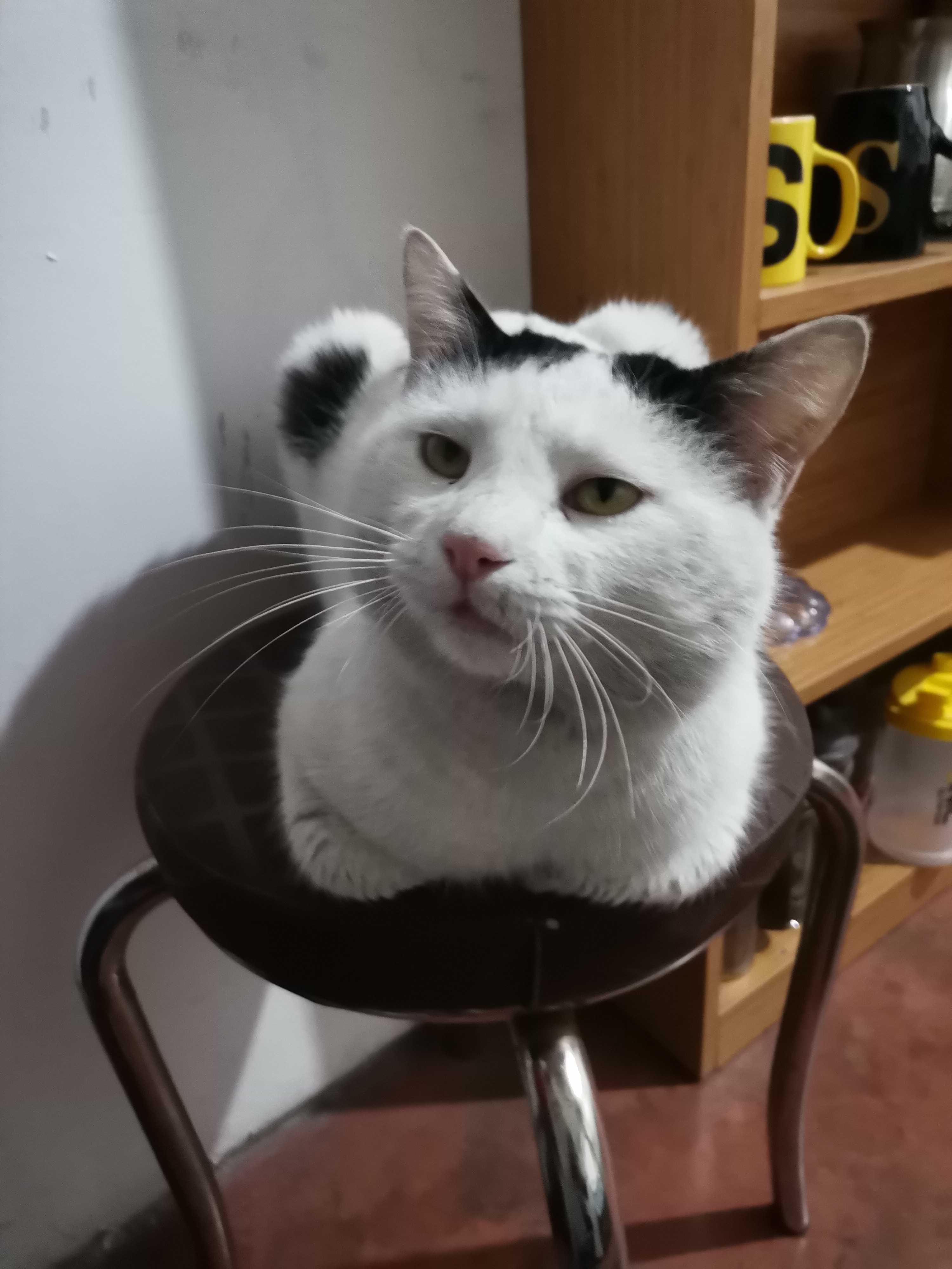 Sıla özsen