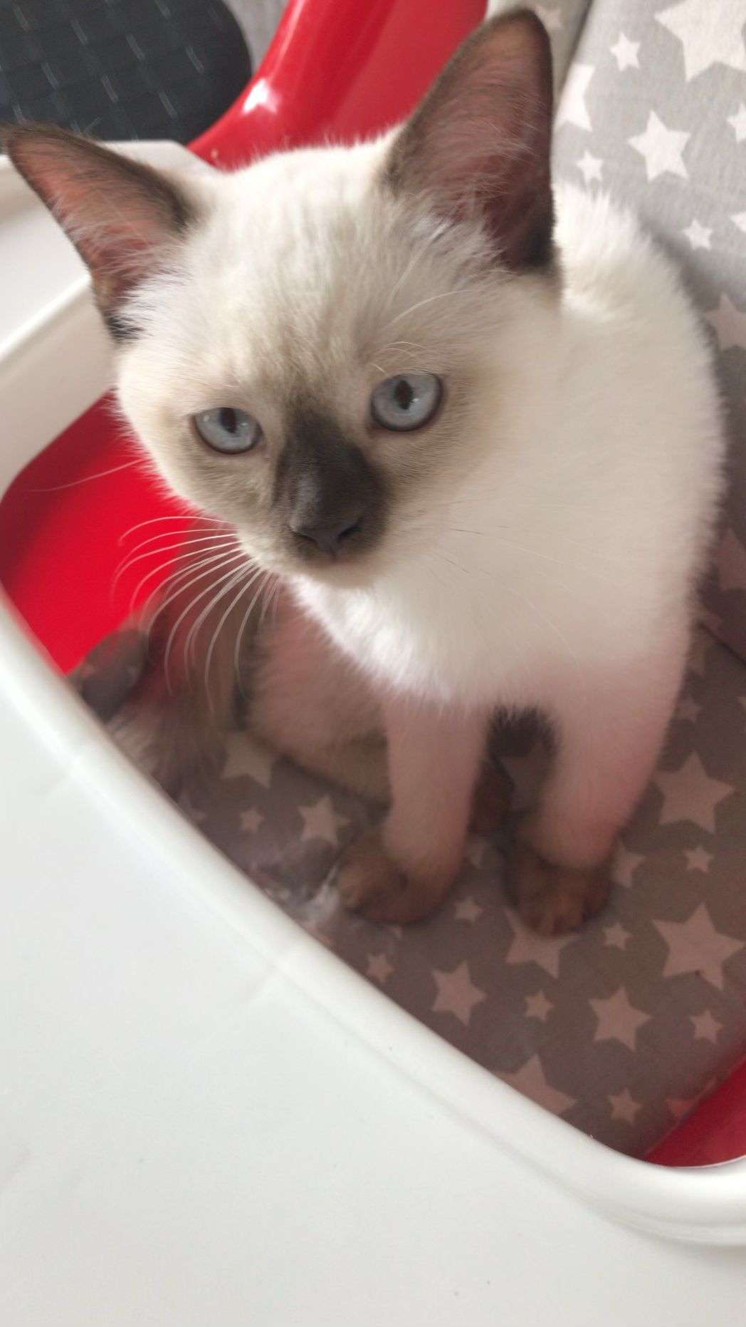 KAYIP KEDİ