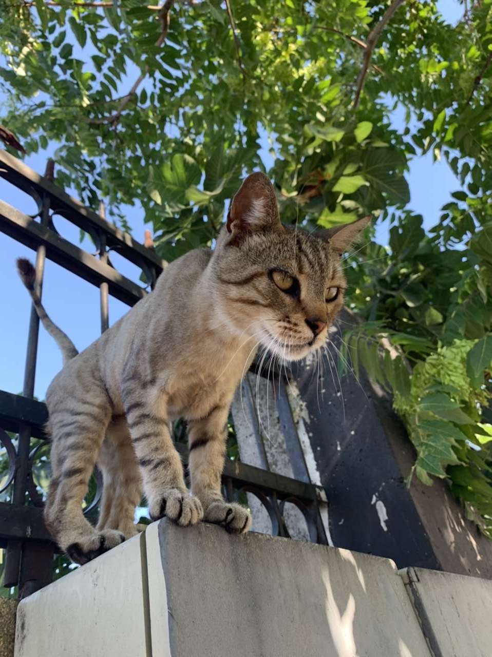 KADIKÖY Traşlı Kayıp Kedi 