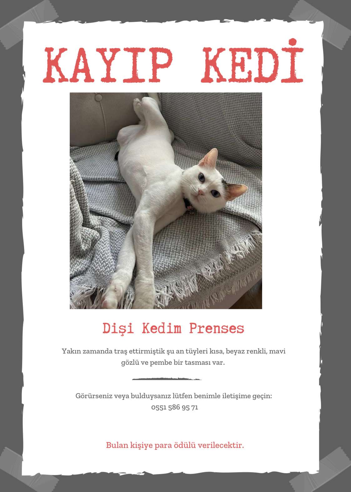 Kayıp kedi Prenses